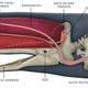 Anatomía de un cachalote macho. (vía Behance)